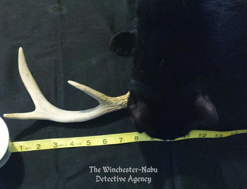Winchester-Nabu Gus antlers 2017-09-05_07.41.47_wm