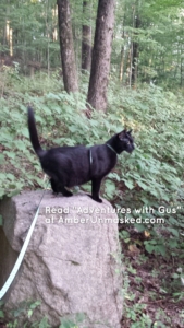 Gus on boulder