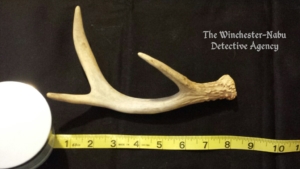 winchester-nabu antler 