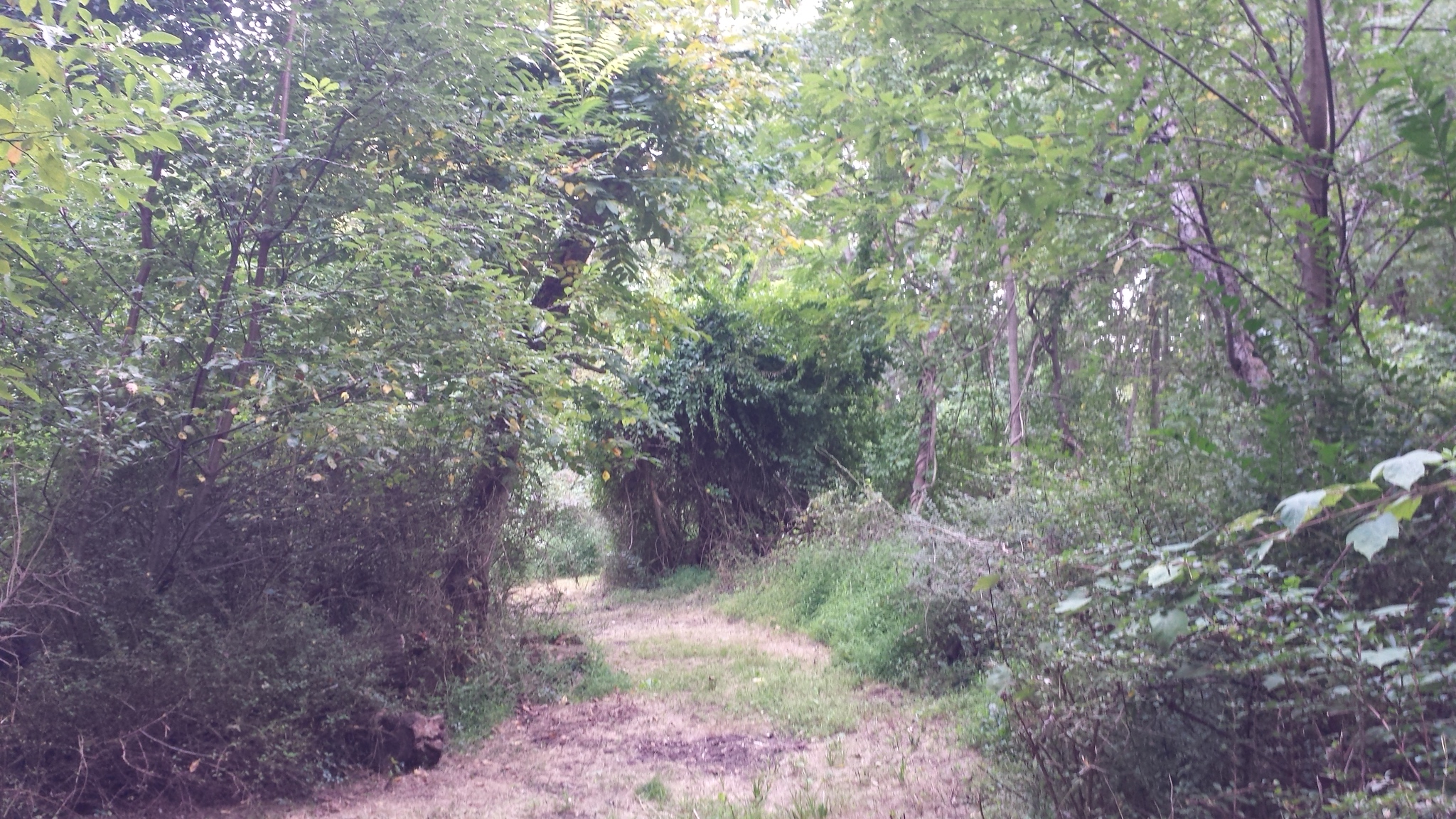 Winchester-Nabu Detective Agency trails 20170912_kittyk2_shed (2)