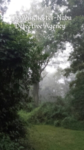 Fog hiking trail 