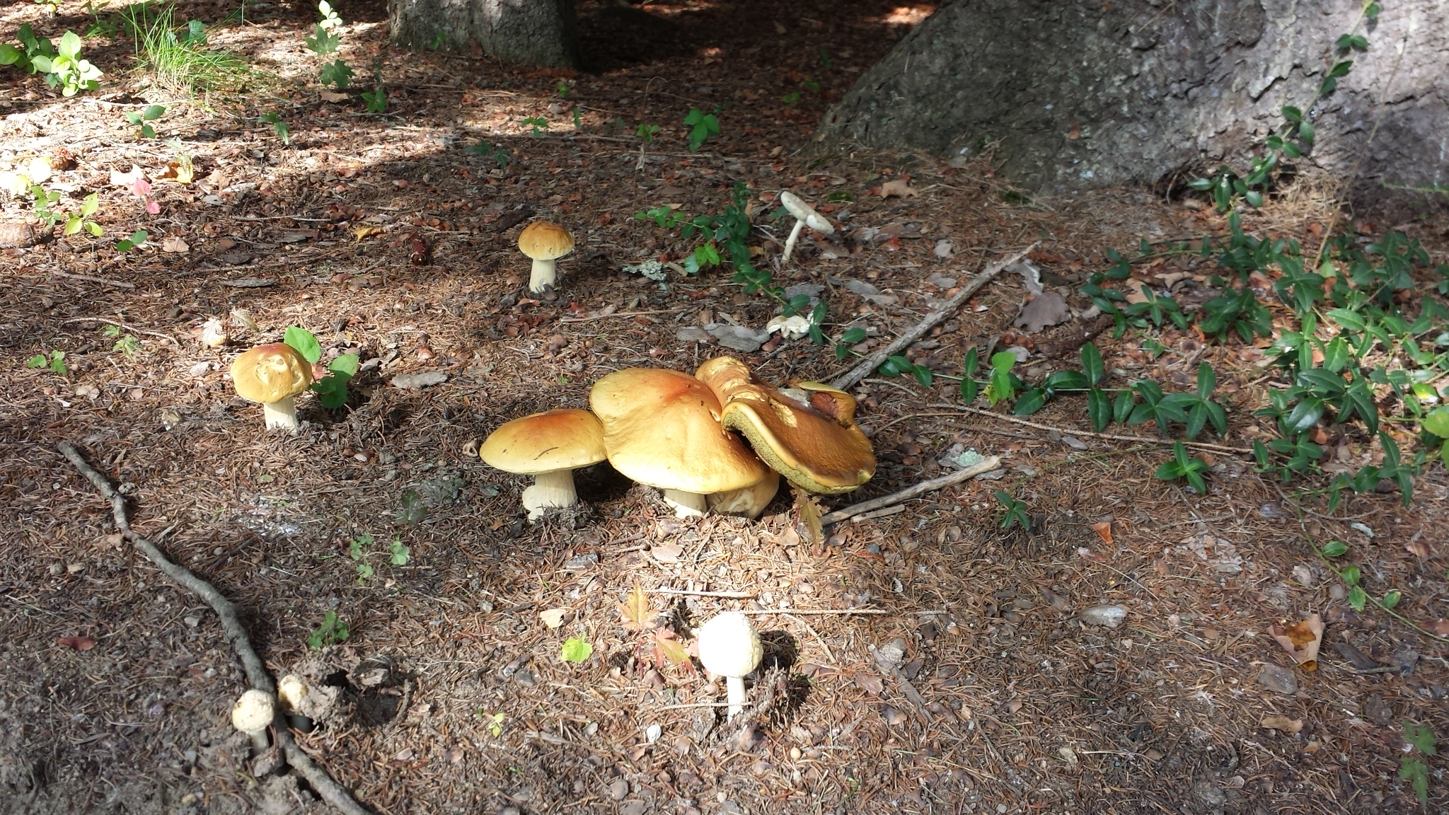 autumn mushrooms 20170916_151902