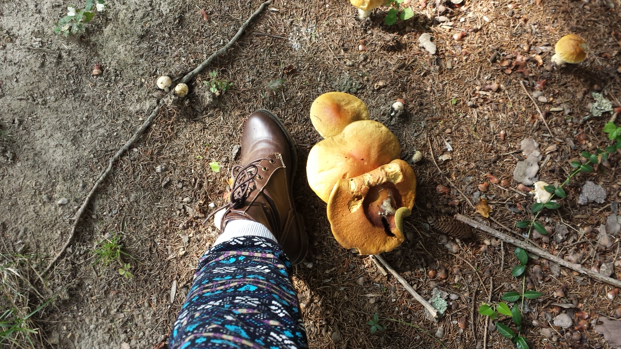 autumn mushrooms 20170916_151931