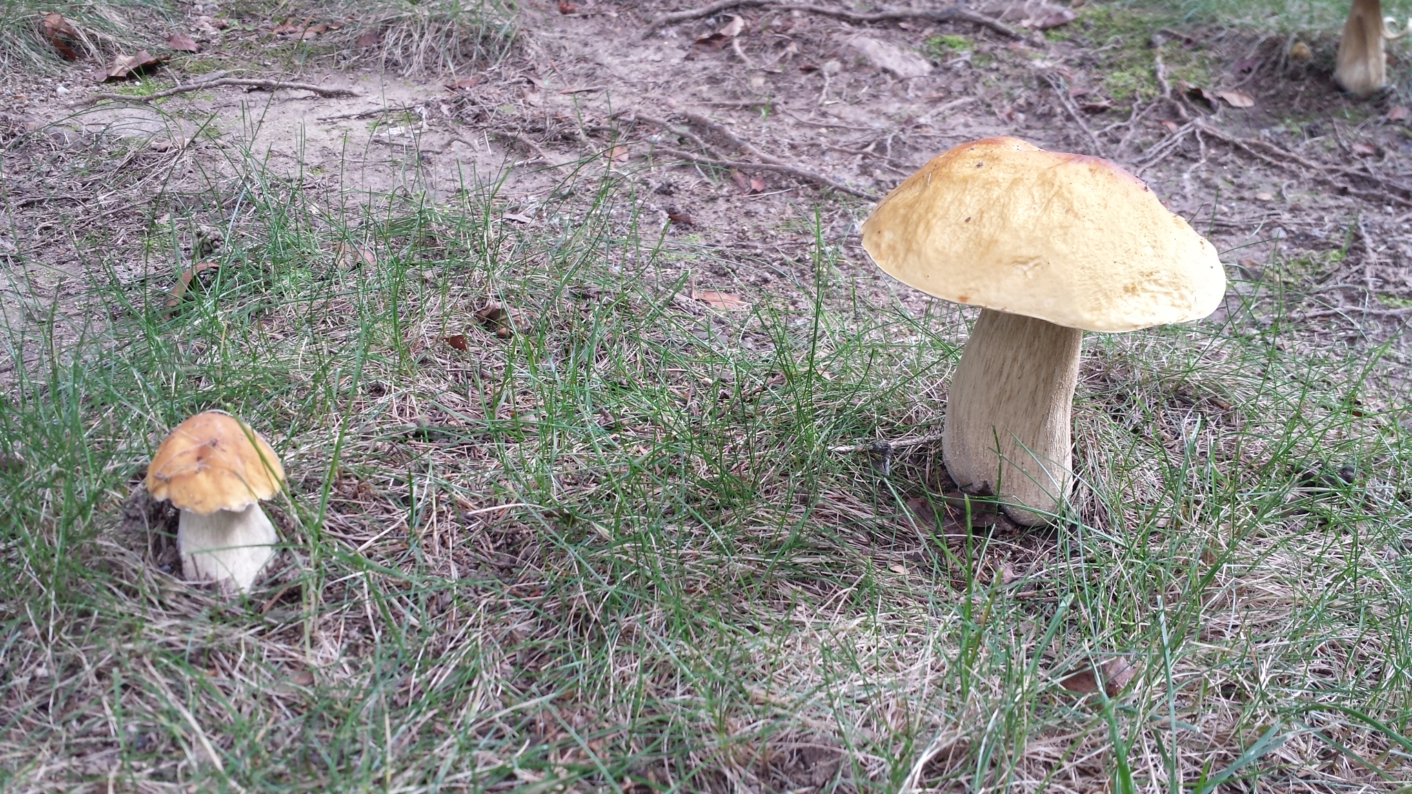 autumn mushrooms 20170916_152050