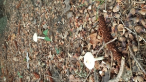 autumn mushrooms