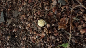 autumn mushrooms