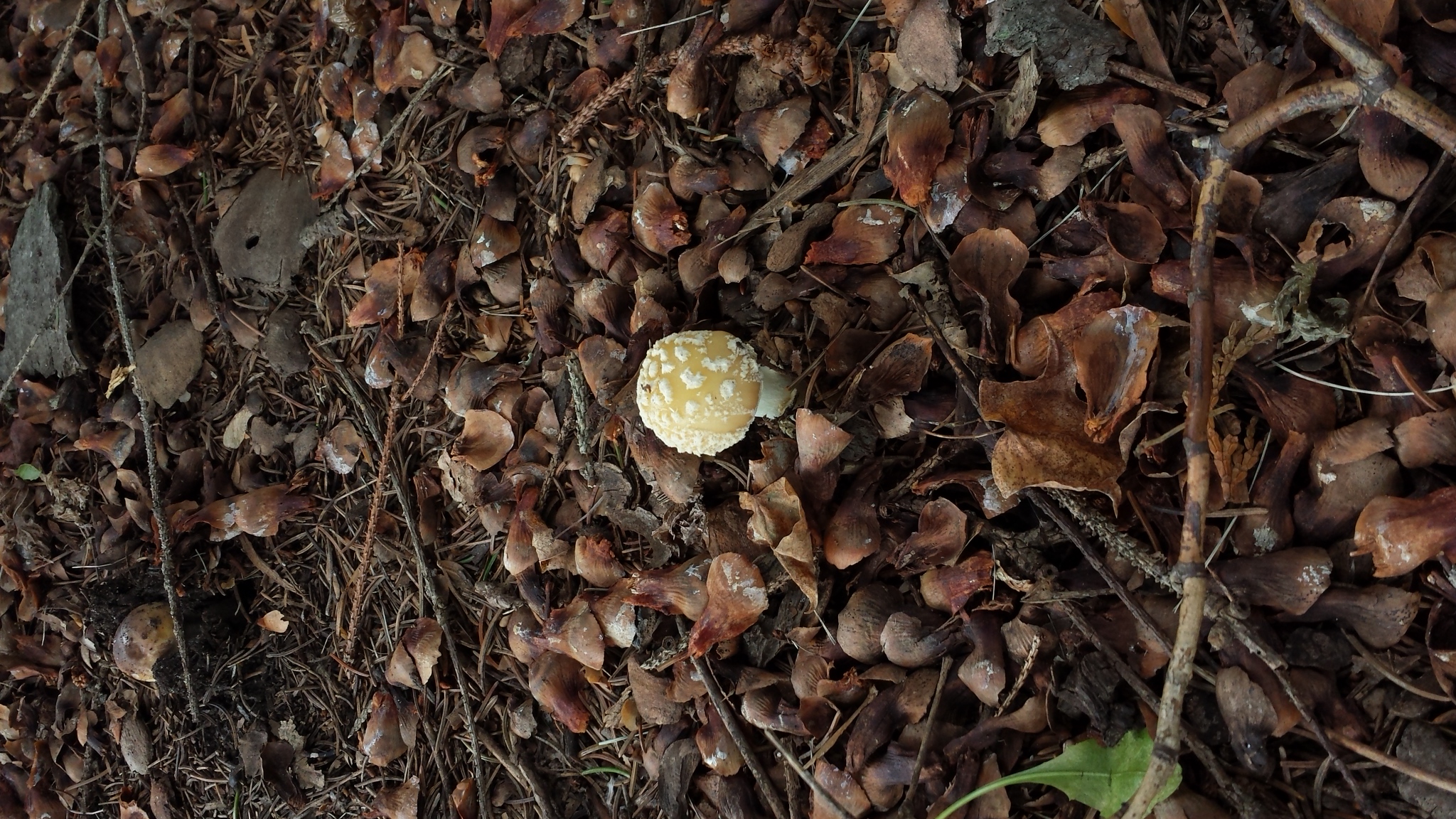 autumn mushrooms 20170916_152258