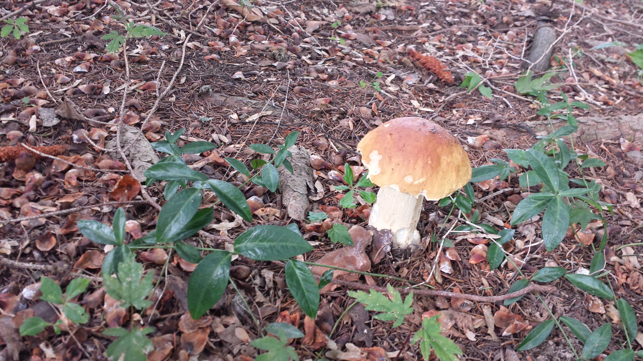 autumn mushrooms 20170916_152439_Richtone(HDR)