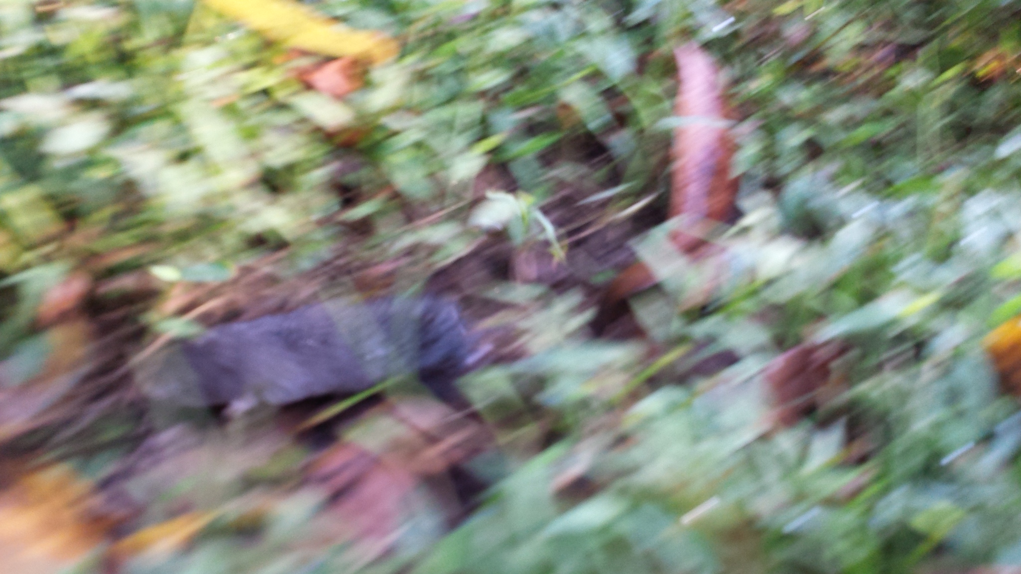 20170916_MoledevortHunting (1)