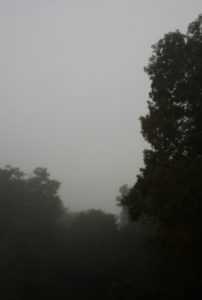 Fog over trees 