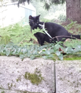 Gus in fern garden 