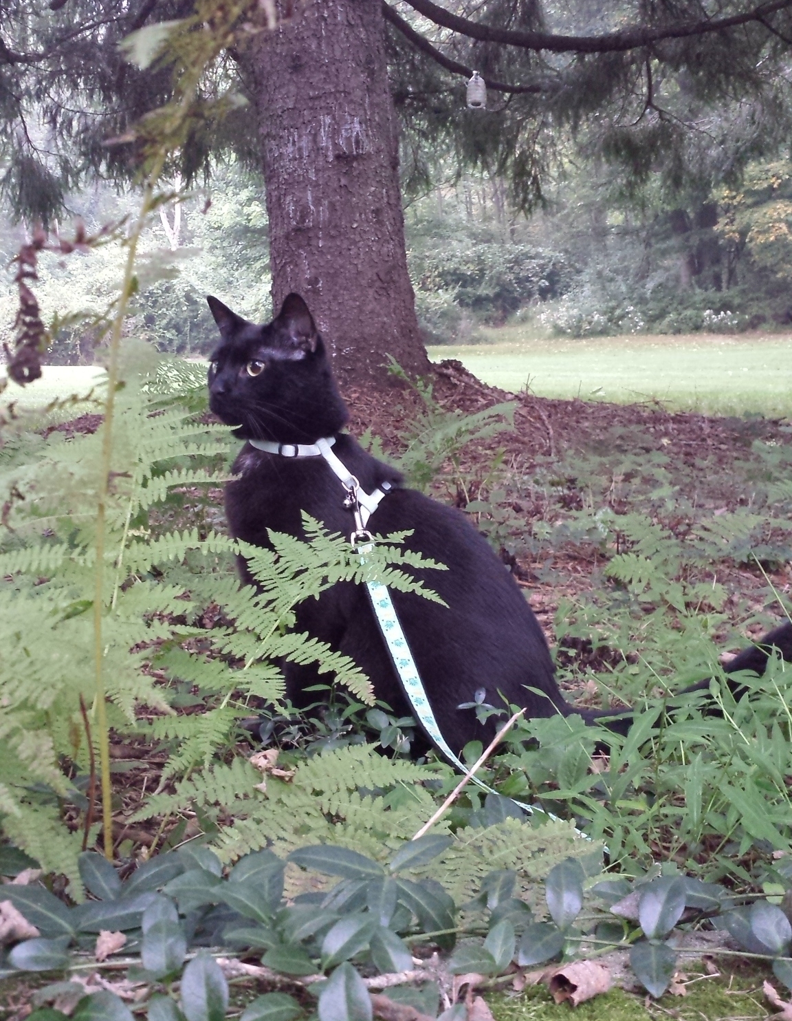 Gus in ferns 20170918_071035
