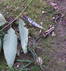 woodpecker feathers