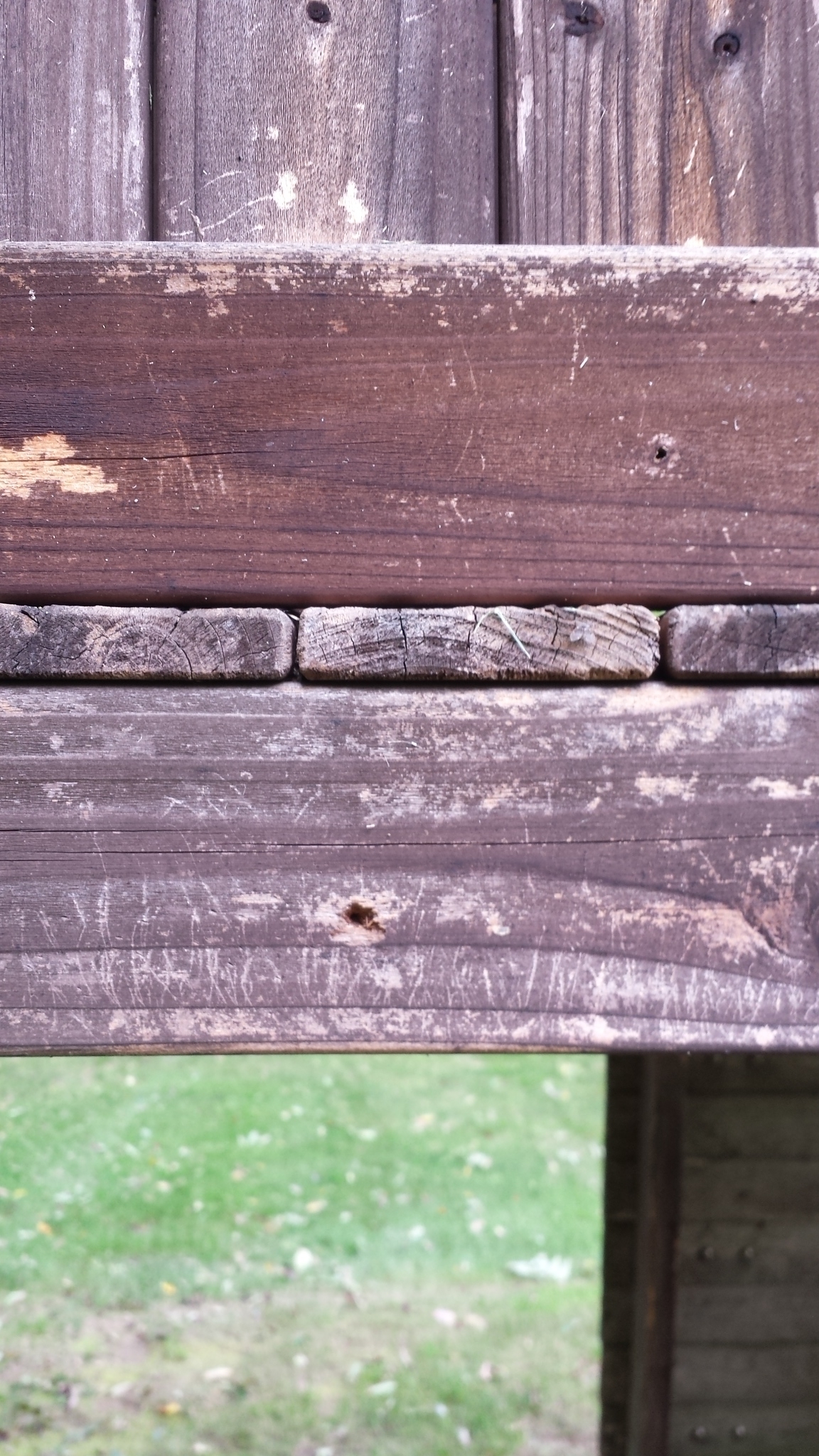 20170918_woodpeckercase (7)