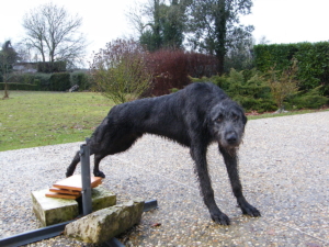 Irish wolfhound