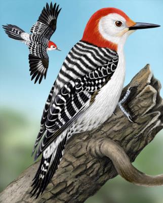 redbelliedwoodpecker-whatbird