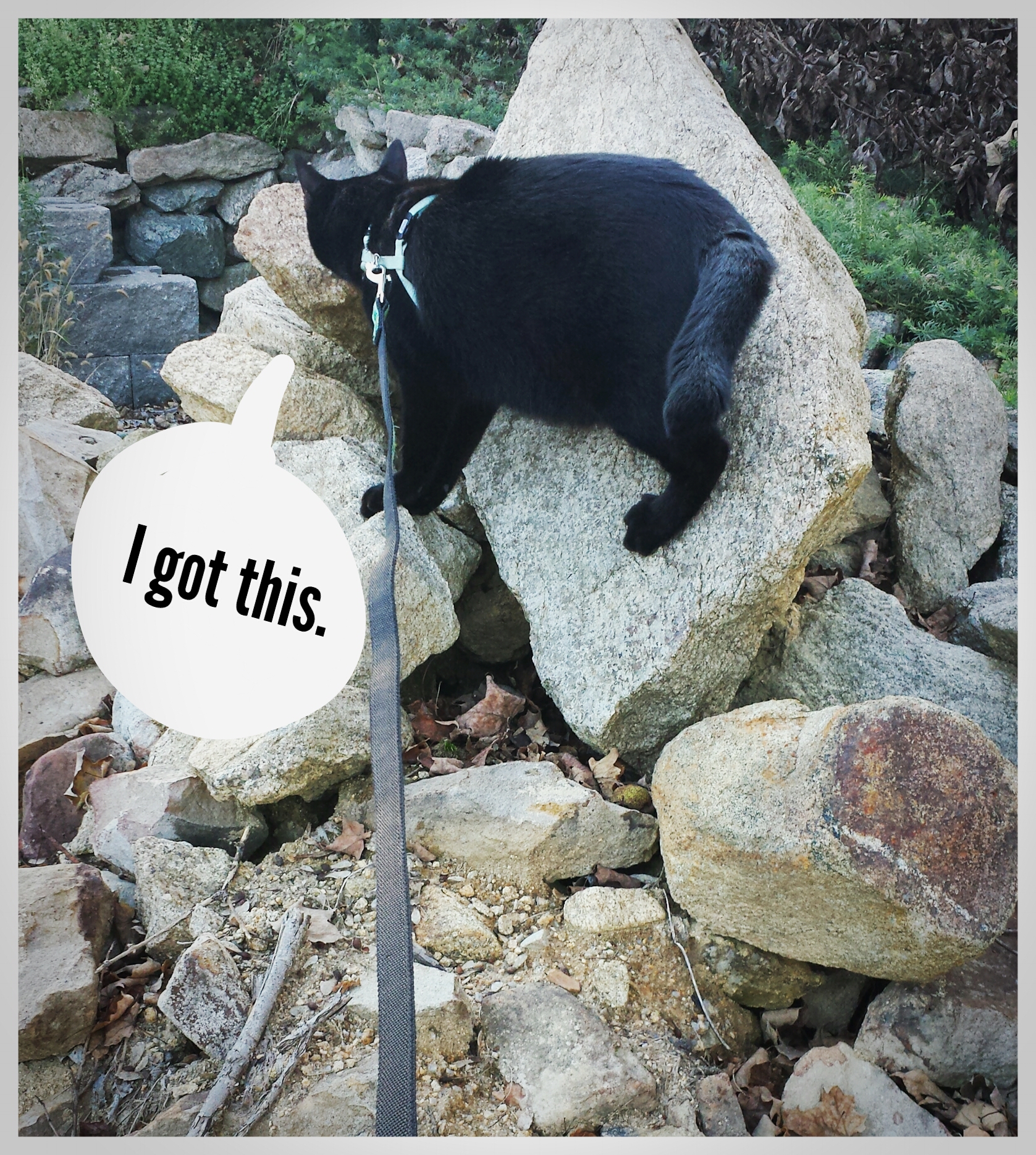 Gus 2017-10-18_16.57.53