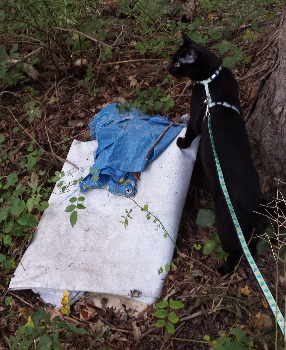 Gus 20170911_tarp (3)