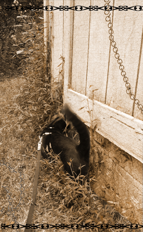 Gus 20170912_kittyk2_shed