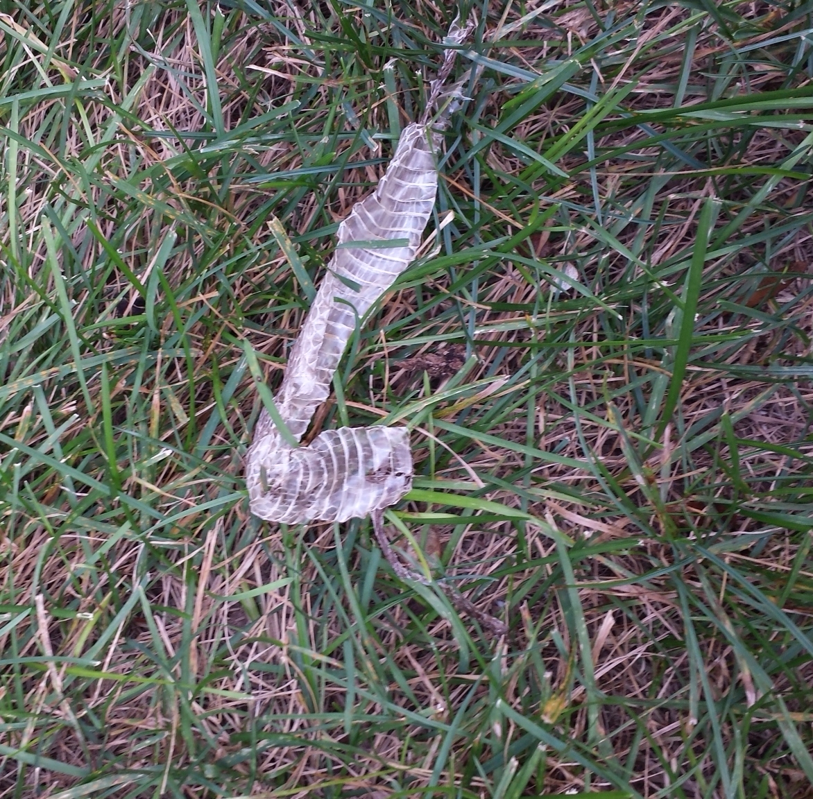 snake skin 20171006_163209
