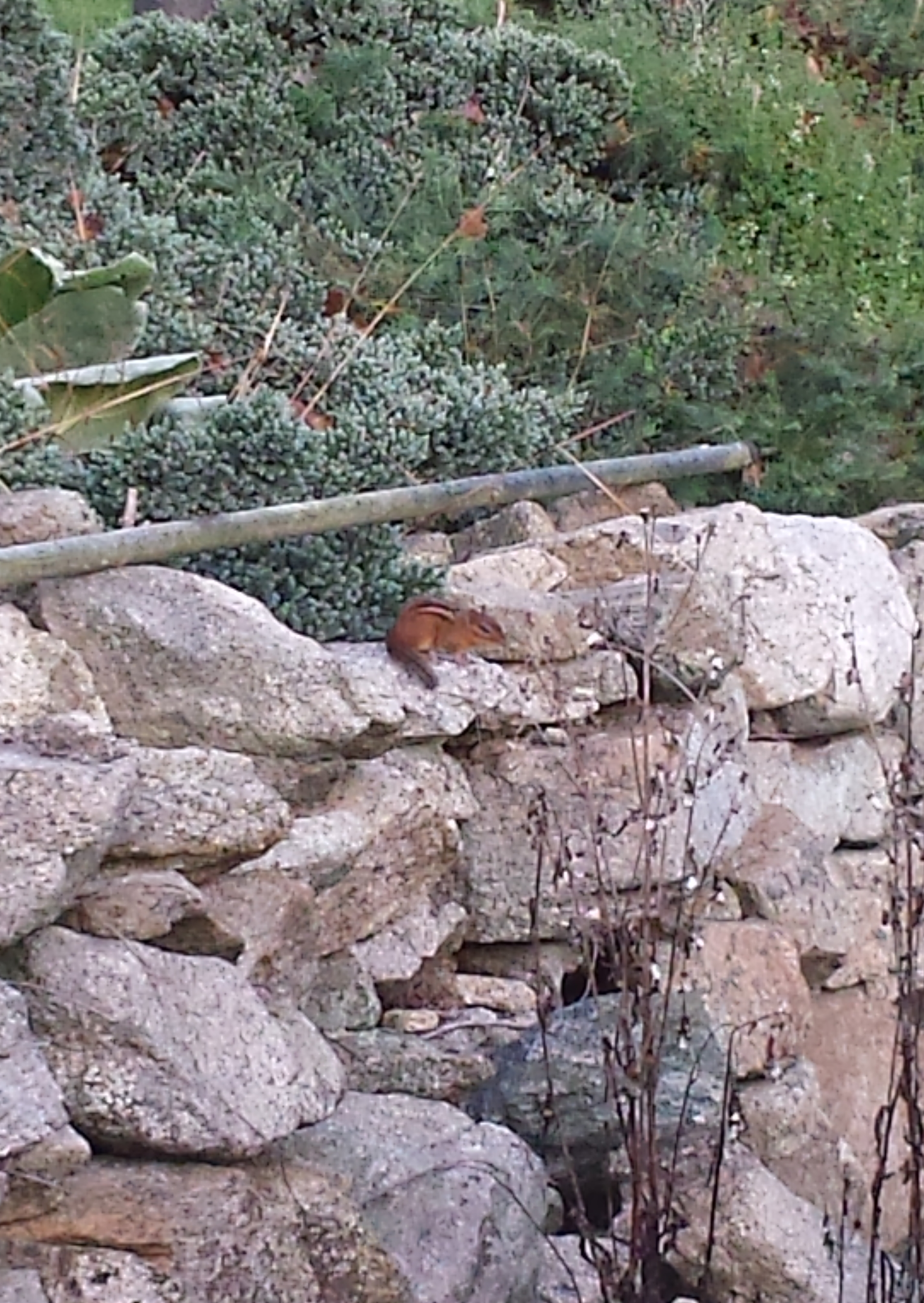 Chipmunk 20171022_072506
