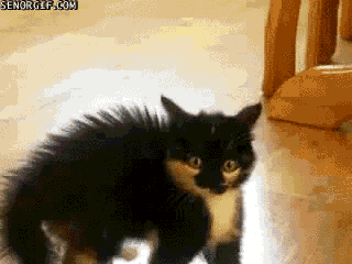 Cat-Scared