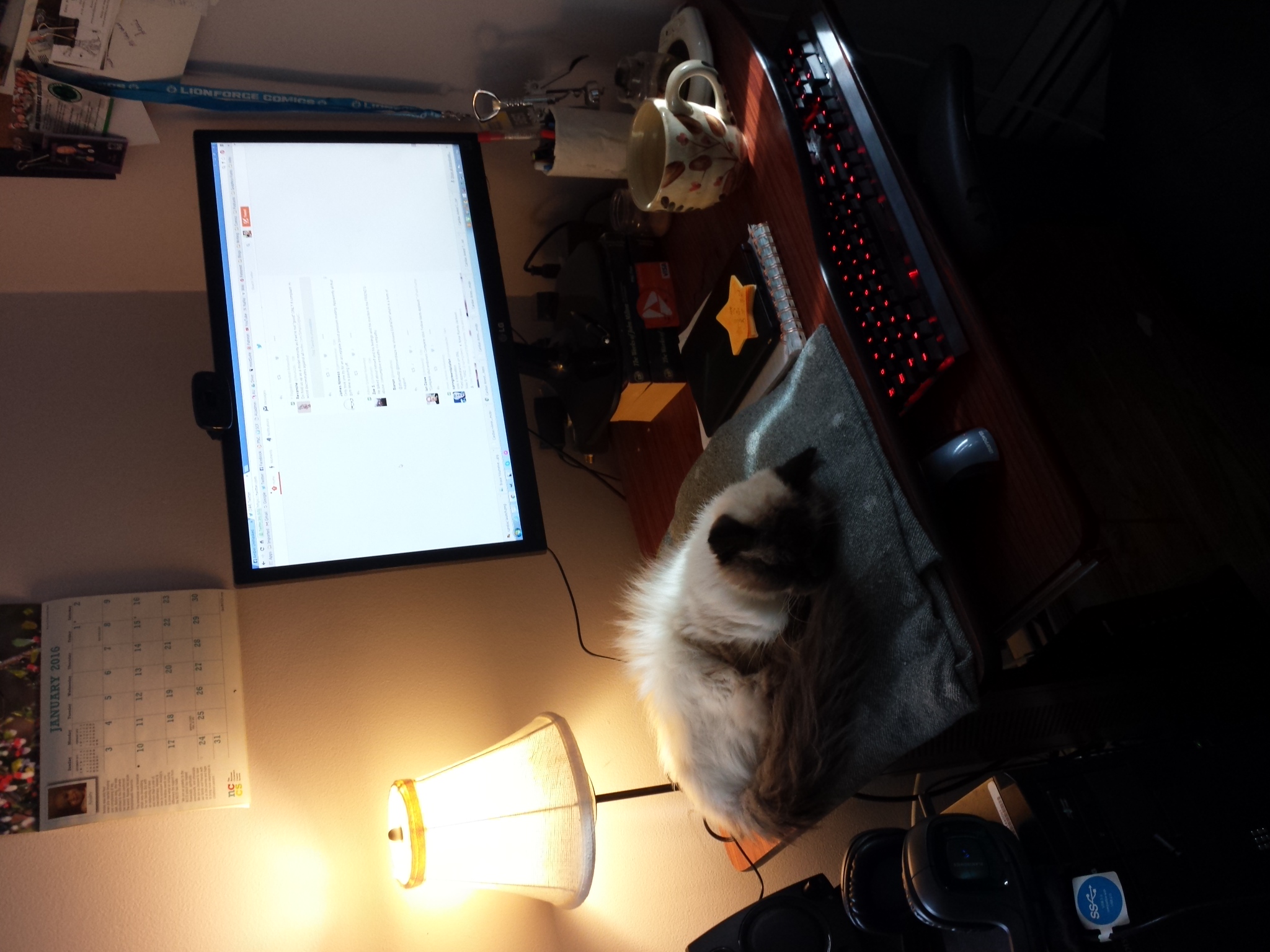 20160120 Caico on desk