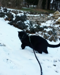 Gus in the snow