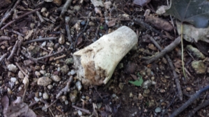 bone fragment