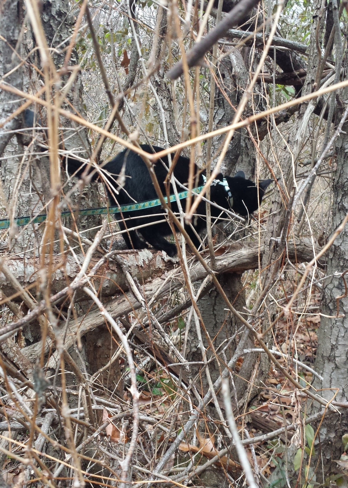 20171122 Gus in trees