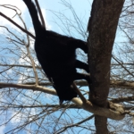 Gus in Tree