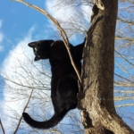 Gus in Tree