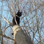 Gus in tree