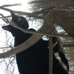 Gus in Tree