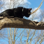 Gus in Tree