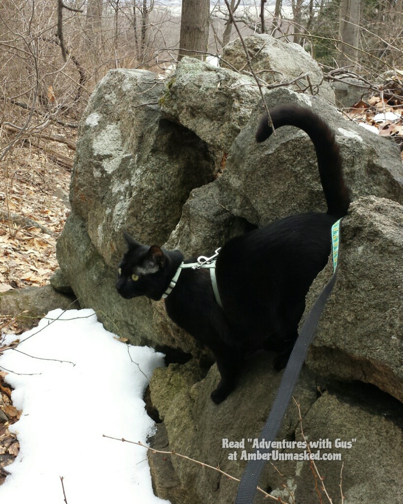 2018-03-27_AdventureGusWall