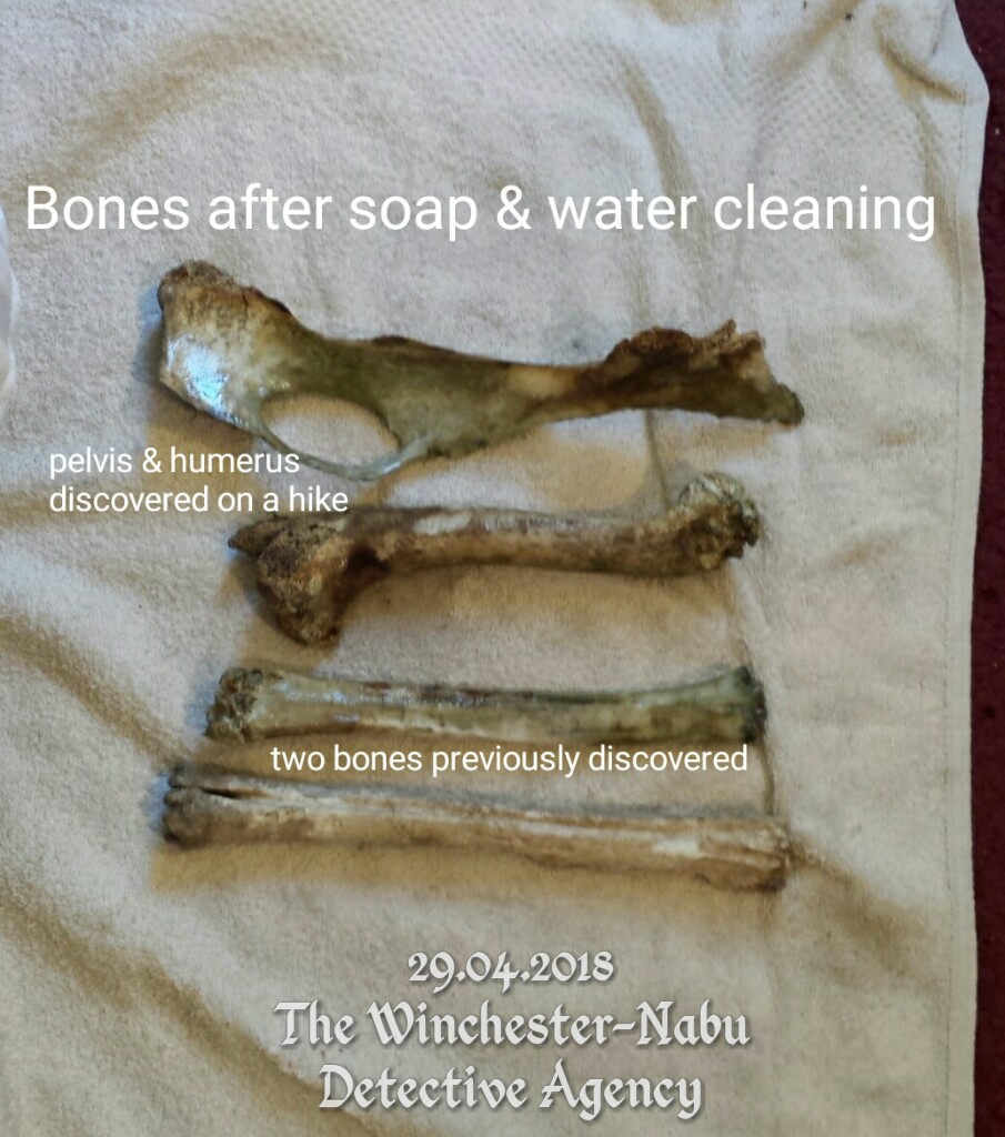 20180429_4bonesInitialCleaning