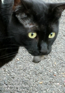 Gus