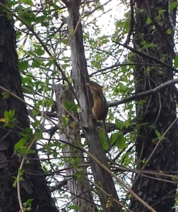chipmunk