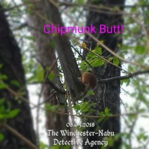 chipmunk