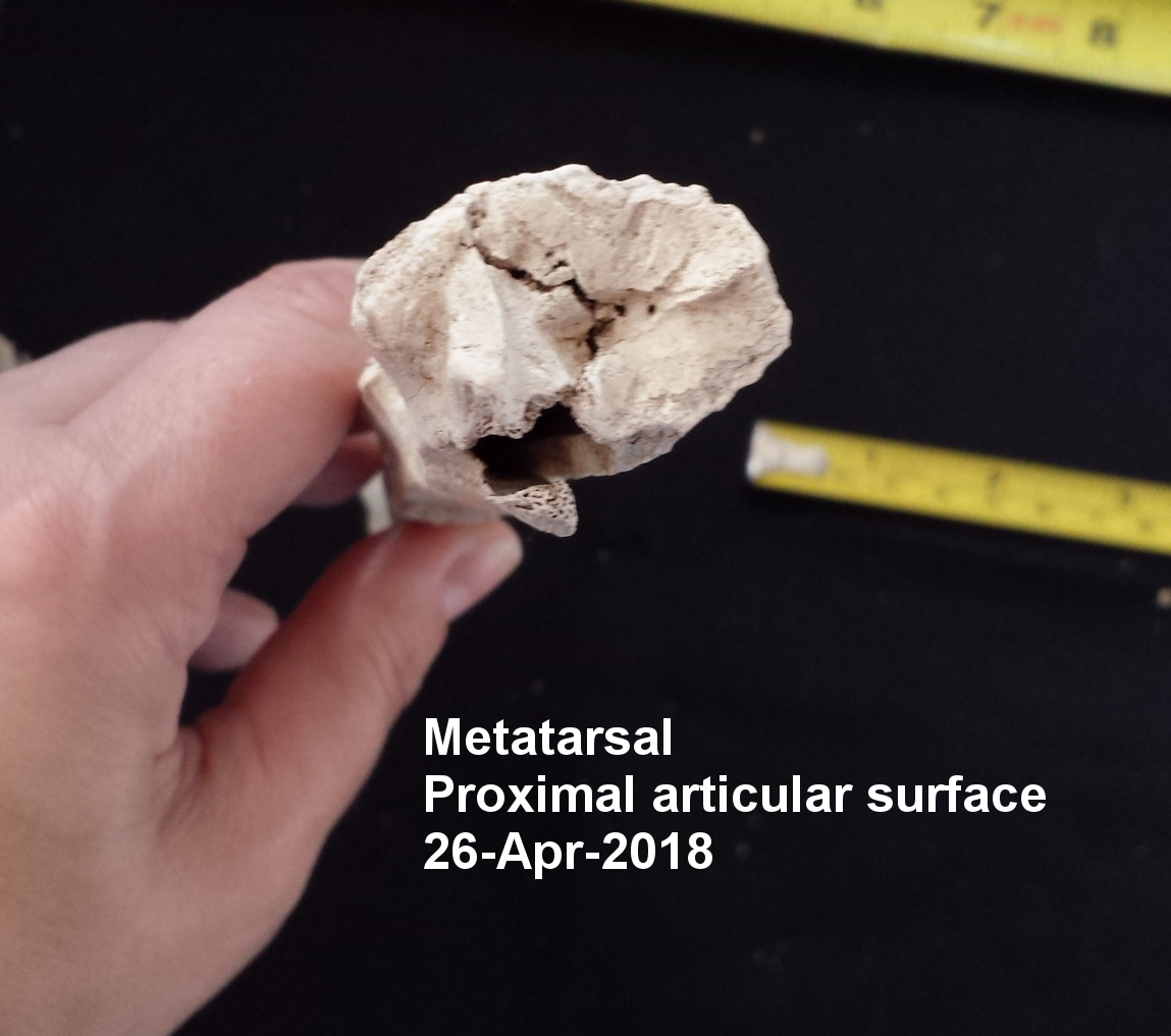 Metatarsal Proximal Articular Surface
