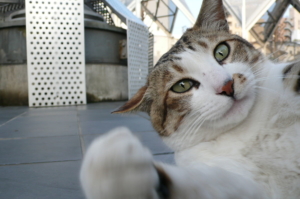 tabby and white cat