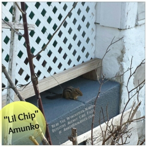 chipmunk