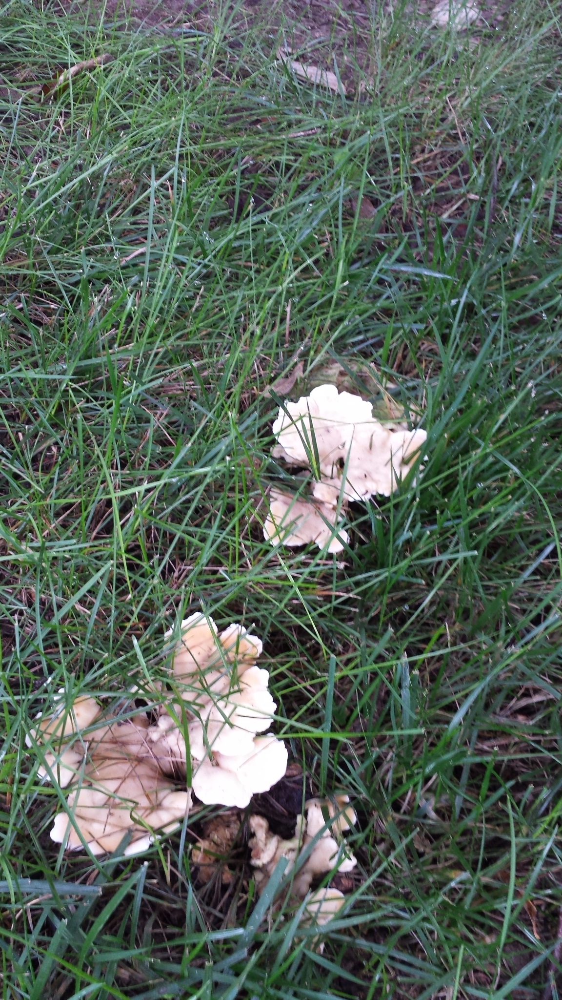20180812_071824 gnome grove mushrooms