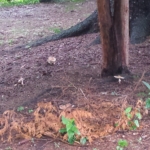 gnome grove mushrooms