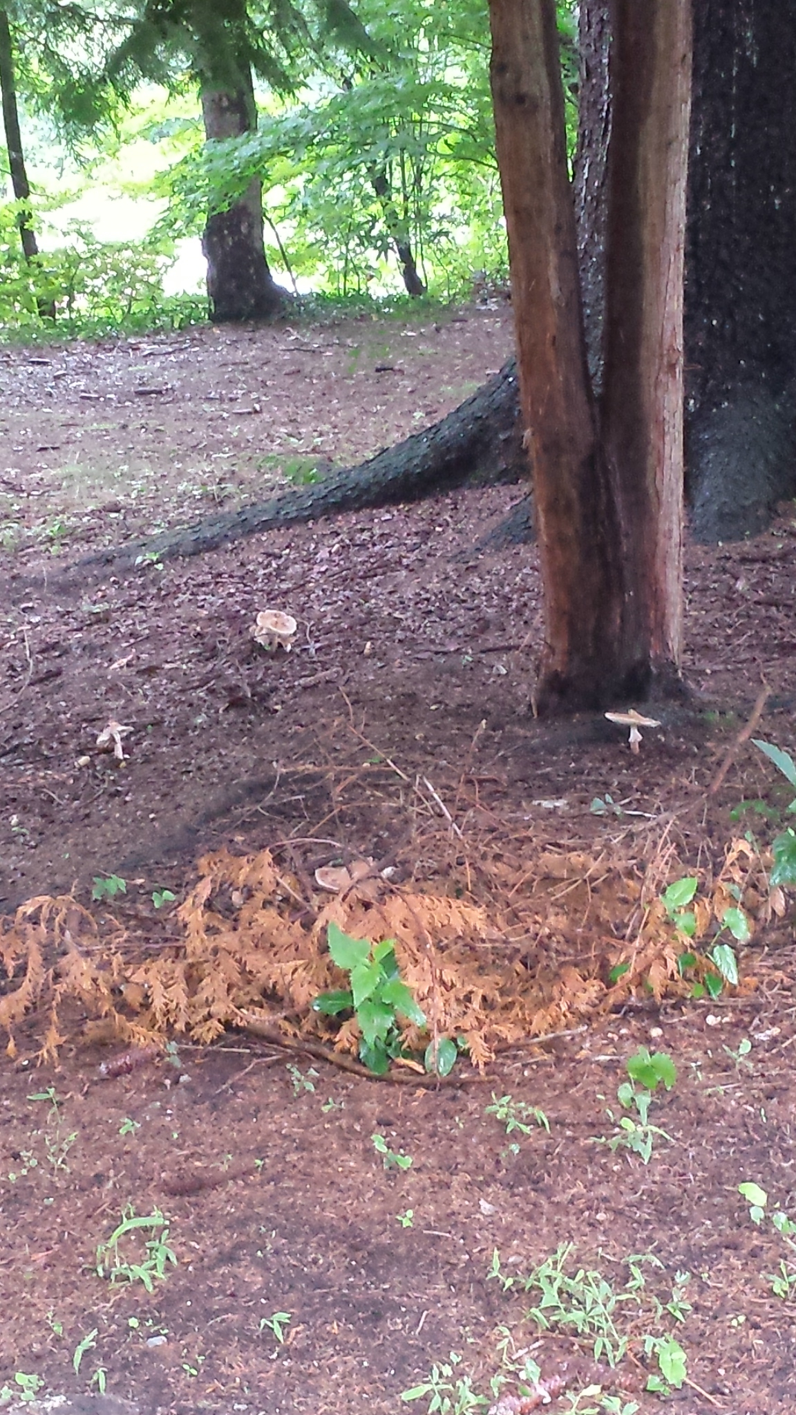 20180812_072423 gnome grove mushrooms