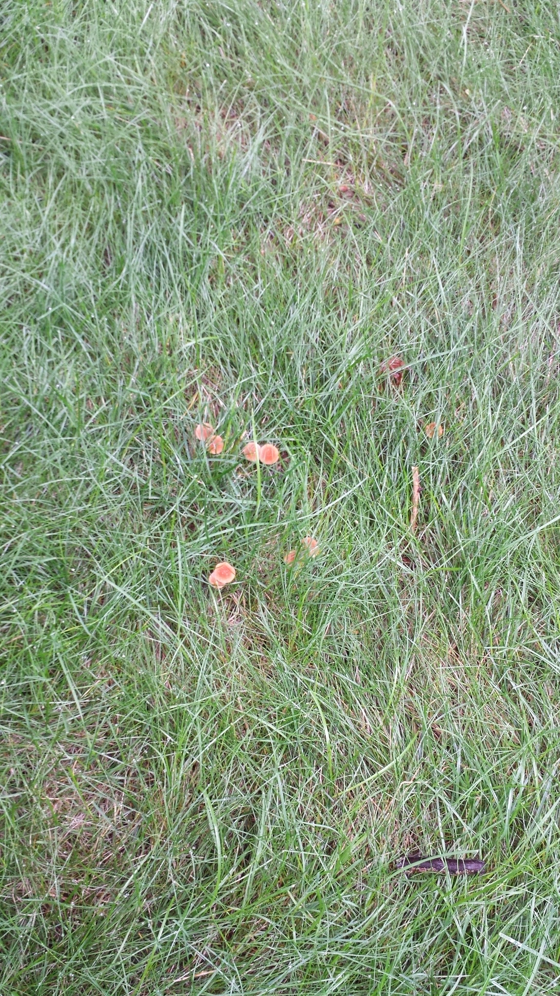 20180812_072454 gnome grove mushrooms