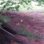 gnome grove mushrooms