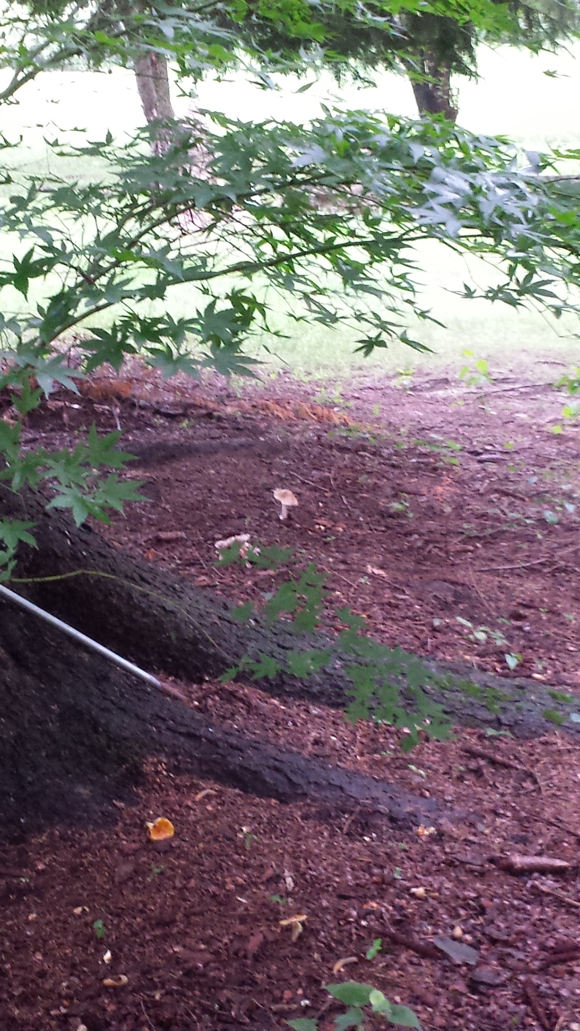 20180812_072936 gnome grove mushrooms