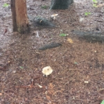 gnome grove mushrooms